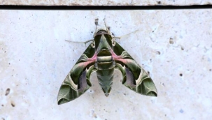 Alanya'da mekik kelebeği görüntülendi