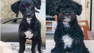 Alanya'da Paskal'ı bulana 5 bin TL ödül verilecek