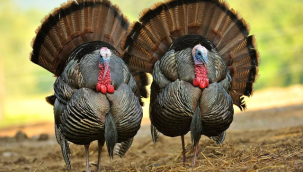 Çiftlik Bank'tan sonra da 'Hindi Çiftliği' vurgunu: 50 milyon dolandırdı