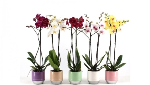 Dünya da ilk açan çiçek: ''Orkide''