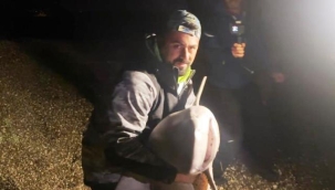 Oltaya takılan dev köpek balığını kucaklayıp denize bıraktı