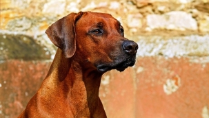 Alanya'da köpeğin ısırdığı çocuk hastanelik oldu