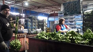 Alanya'da muz fiyatları üreticinin yüzünü güldürüyor