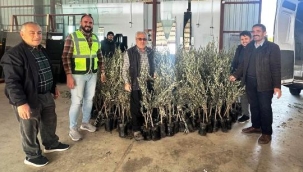 BŞB'den Alanyalı üreticilere fidan desteği