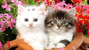 17 Şubat Dünya Kediler Günü'nüz kutlu olsun!