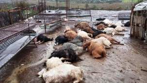 Bir ayda ikinci saldırı: 37 küçükbaş hayvan telef oldu