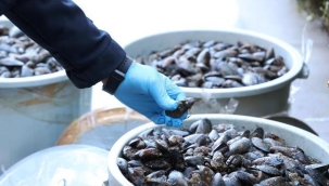 Otobüs terminalinde 300 kilo midyeye el konuldu