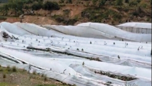 Alanya'da 12 dönümlük muz serasını fırtına vurdu
