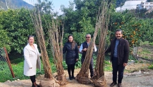 Alanya'da 7 üreticiye dut fidanı desteği