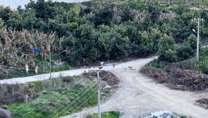 Alanya’da veliler diken üstünde! Çözüm için yetkililere seslendiler 
