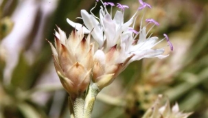 Antalya'da dünya literatürüne yeni bir bitki kazandırıldı