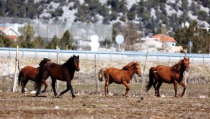 Antalya'da yılkı atları havadan görüntülendi