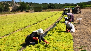  Üreticiler ve kırsal kalkınma yatırımları yeni desteklerle güç kazanacak