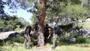 Alanya Belediyesi'nden biyolojik mücadele atağı