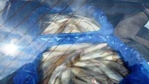 Alanya'da bagajda 85 kilo kokmuÅŸ balÄ±k ele geÃ§irildi