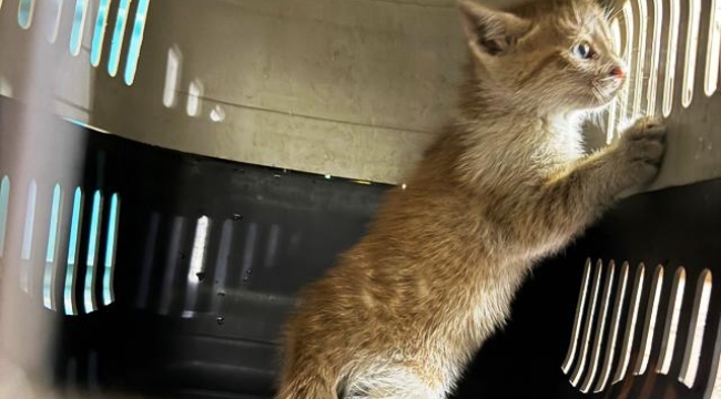 Alanya'da kaputtan çıkan yavru kedi tedavi altına alındı