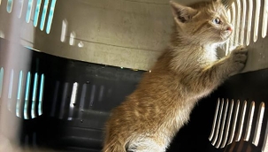 Alanya'da kaputtan çıkan yavru kedi tedavi altına alındı