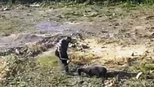 Alanya'da koyuna tekme atıp, iple eziyet eden şahıs gözaltına alındı