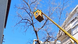 Alanya'da tartışmalı ağaç budaması tepki çekti 