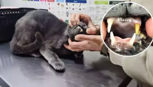 Dişi kırılan kediye 'altın diş' takıldı: Som altından dişiyle yemek yemeye başladı