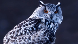 Nadir görülen puhu Sivas'ta fotoğraflandı