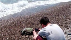 Ölü caretta caretta sahile vurdu