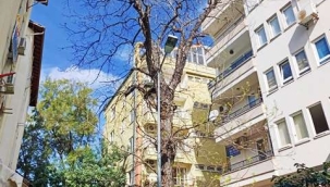 Şekerhane'nin yaşayan tanığı: 55 yıllık ceviz ağacına vefa mücadelesi