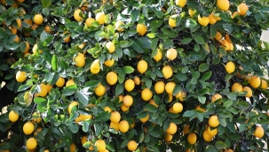 Ticaret Bakanlığı limon ihracatını 8 Nisan itibarıyla durdurdu