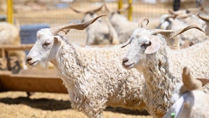 Vekalet yoluyla kurban kesim bedelleri belirlendi