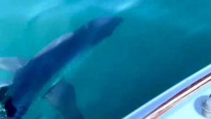 Yavru köpek balığı teknenin çapasına saldırdı, balıkçı hayatının şokunu yaşadı