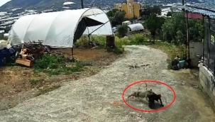 Ziyafete hazırlanan tilkiye 'köpek' şoku