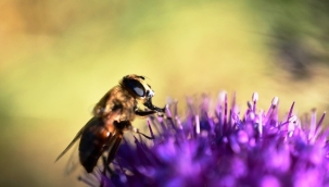 Alanya'da arının soktuğu genç kız yaşamını yitirdi