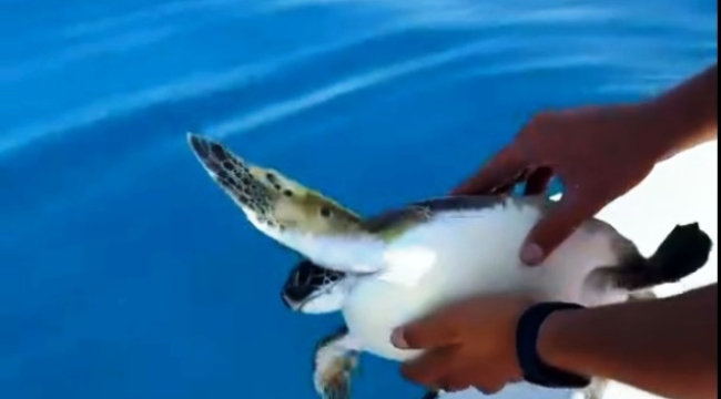 Alanya'da çuvala dolanan deniz kaplumbağasını teknedekiler kurtardı