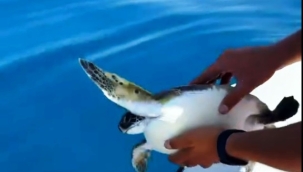 Alanya'da çuvala dolanan deniz kaplumbağasını teknedekiler kurtardı