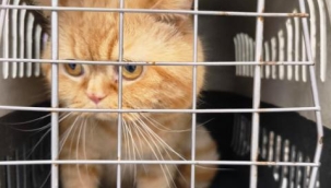 Alanya'da evde mahsur kalan kedileri itfaiye kurtardı