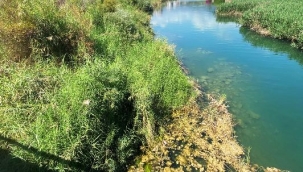 Alanya'nın göz bebeği Dim Çayı alarm veriyor