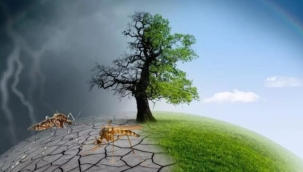 İklim değişikliği toplu arı ölümlerini artırdı