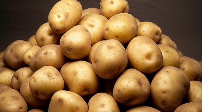 Türkiye'ye gelen 2 bin ton patates virüslü çıktı, geri gönderildi