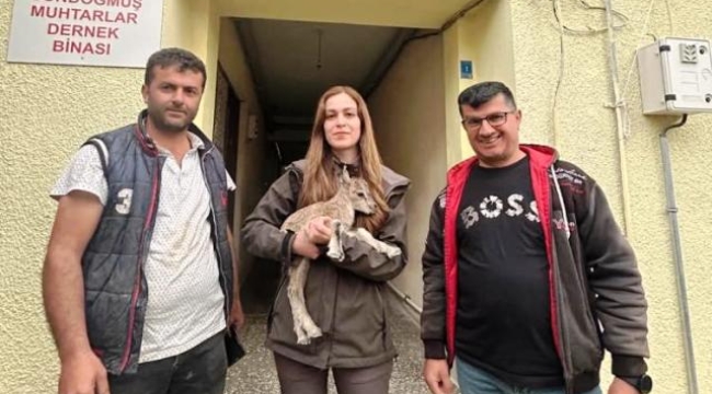 Yolda bulduğu yaban keçisi yavrusunu DKMP'ye teslim etti