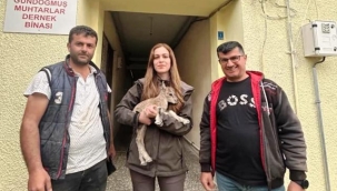 Yolda bulduğu yaban keçisi yavrusunu DKMP'ye teslim etti
