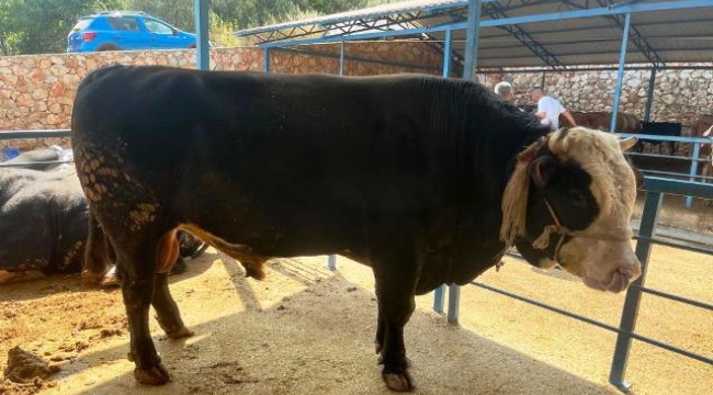 Alanya'da 1 ton 300 kiloluk tosun 430 bin TL'ye satıldı