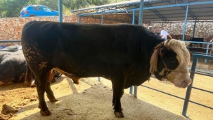 Alanya'da 1 ton 300 kiloluk tosun 430 bin TL'ye satıldı