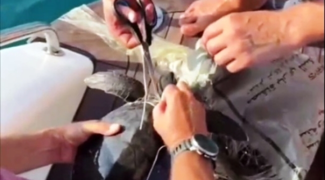 Alanya'da çuvala dolanan yavru deniz kaplumbağasını amatör balıkçılar kurtardı