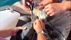 Alanya'da çuvala dolanan yavru deniz kaplumbağasını amatör balıkçılar kurtardı