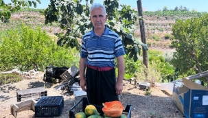 Alanya'da papaya hasadı başladı, kilosu 100 liraya kadar alıcı buluyor