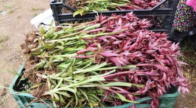 Alanya Ziraat Odası ilçeye yeni ürün kazandırmak için kolları sıvadı