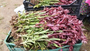 Alanya Ziraat Odası ilçeye yeni ürün kazandırmak için kolları sıvadı