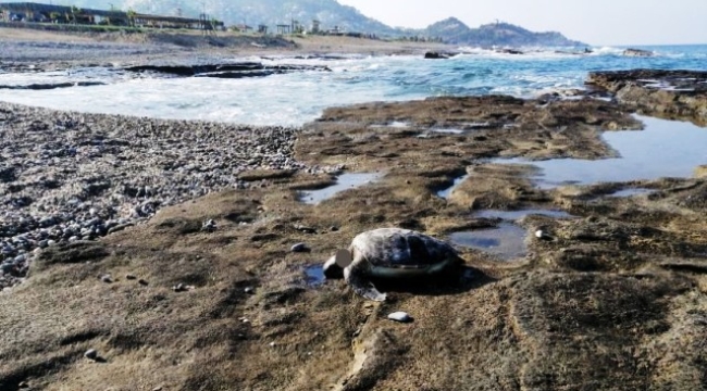 Gazipaşa'da caretta başı kesilmiş halde bulundu
