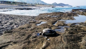 Gazipaşa'da caretta başı kesilmiş halde bulundu