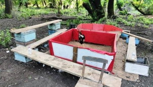 Hayvanları koruma derneği başkanı horoz dövüştürürken yakalandı